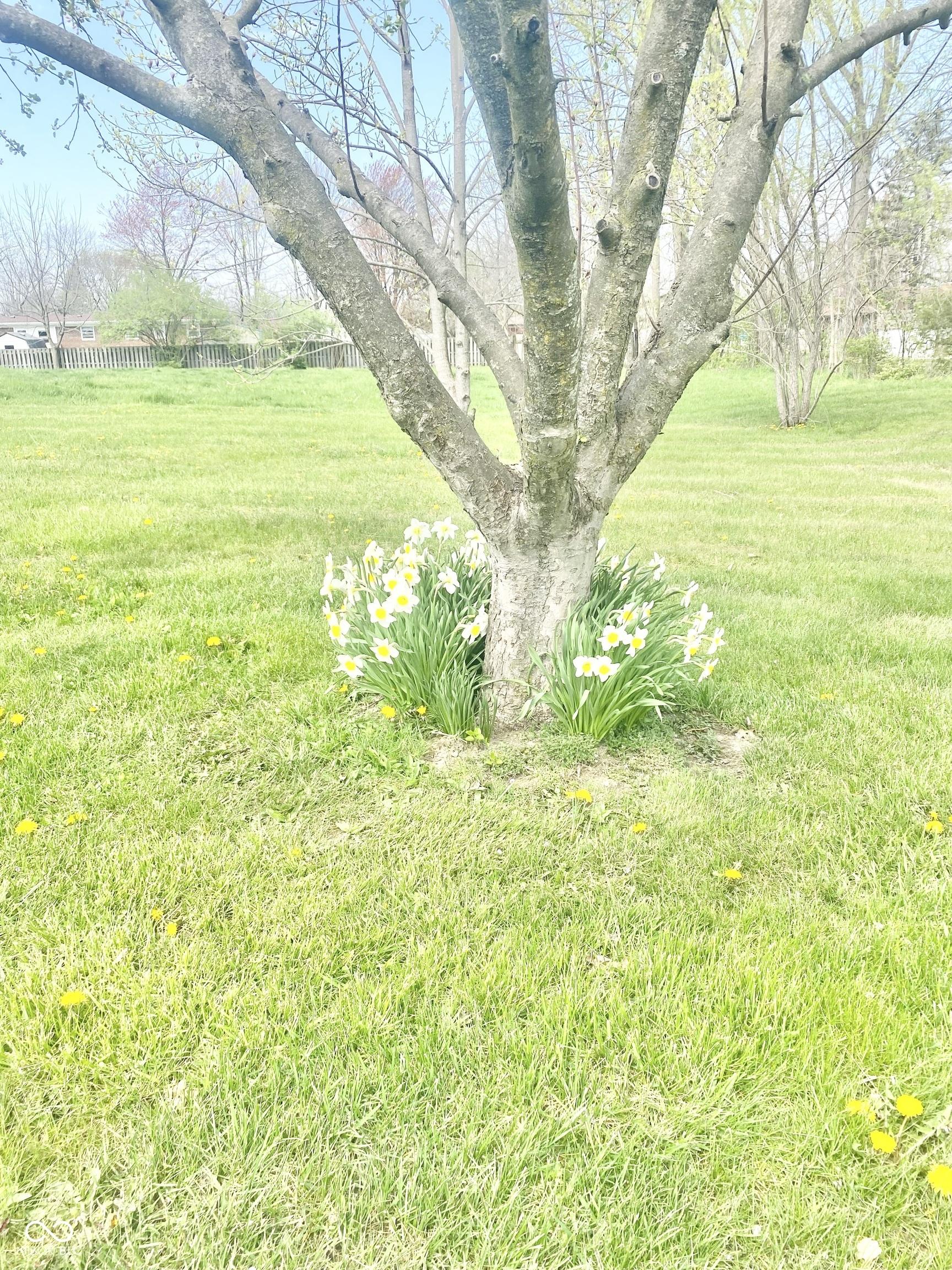 Photo #29
