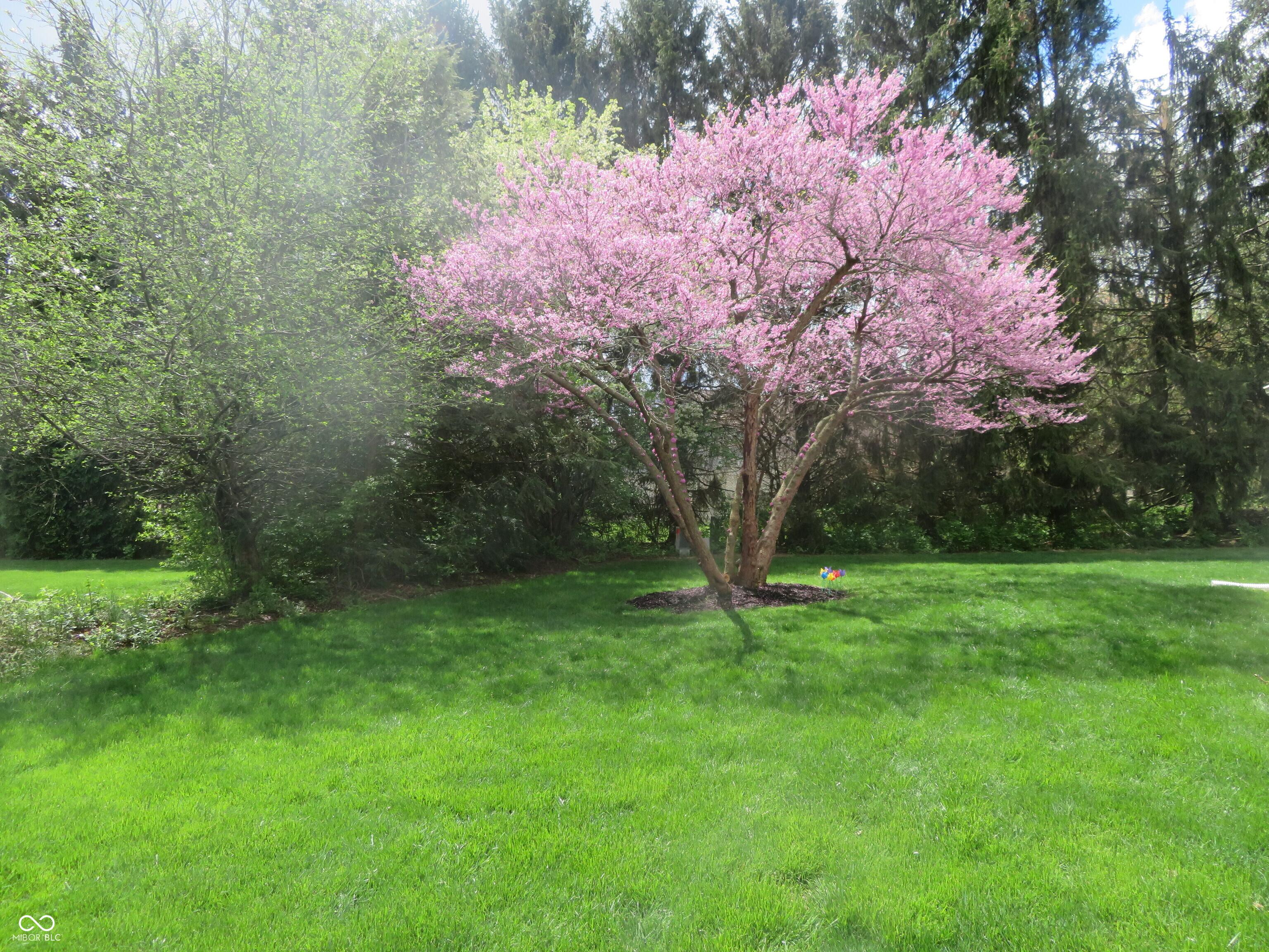Photo #8