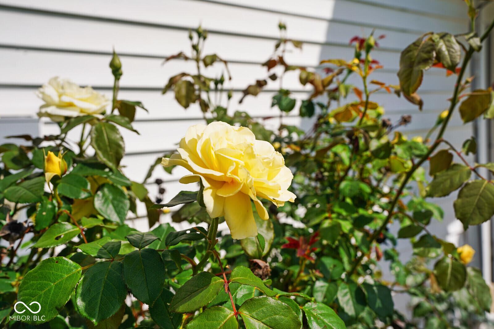 Photo #47