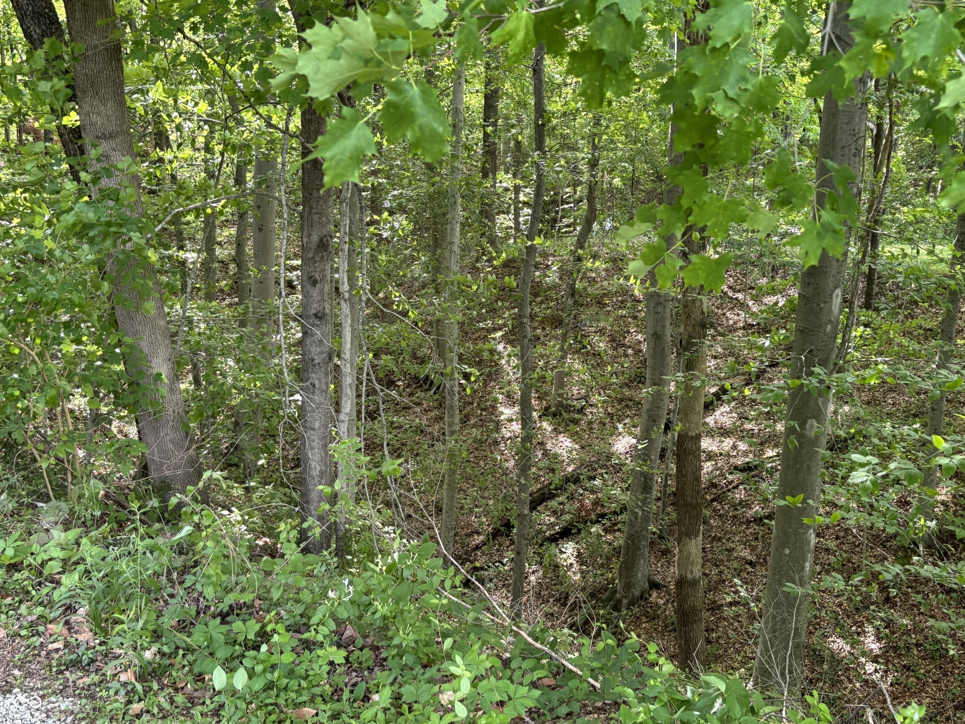 Photo #6