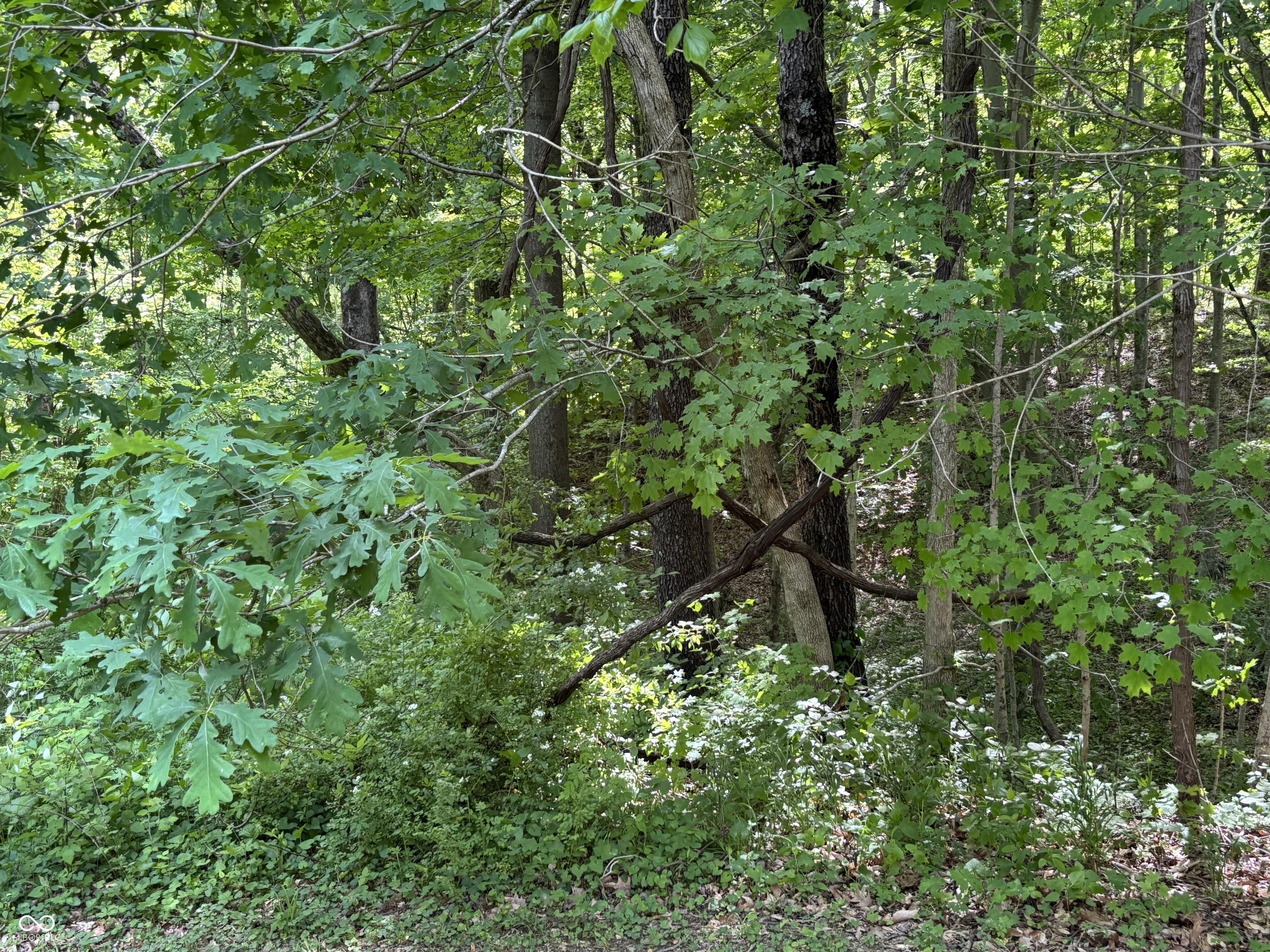 Photo #5