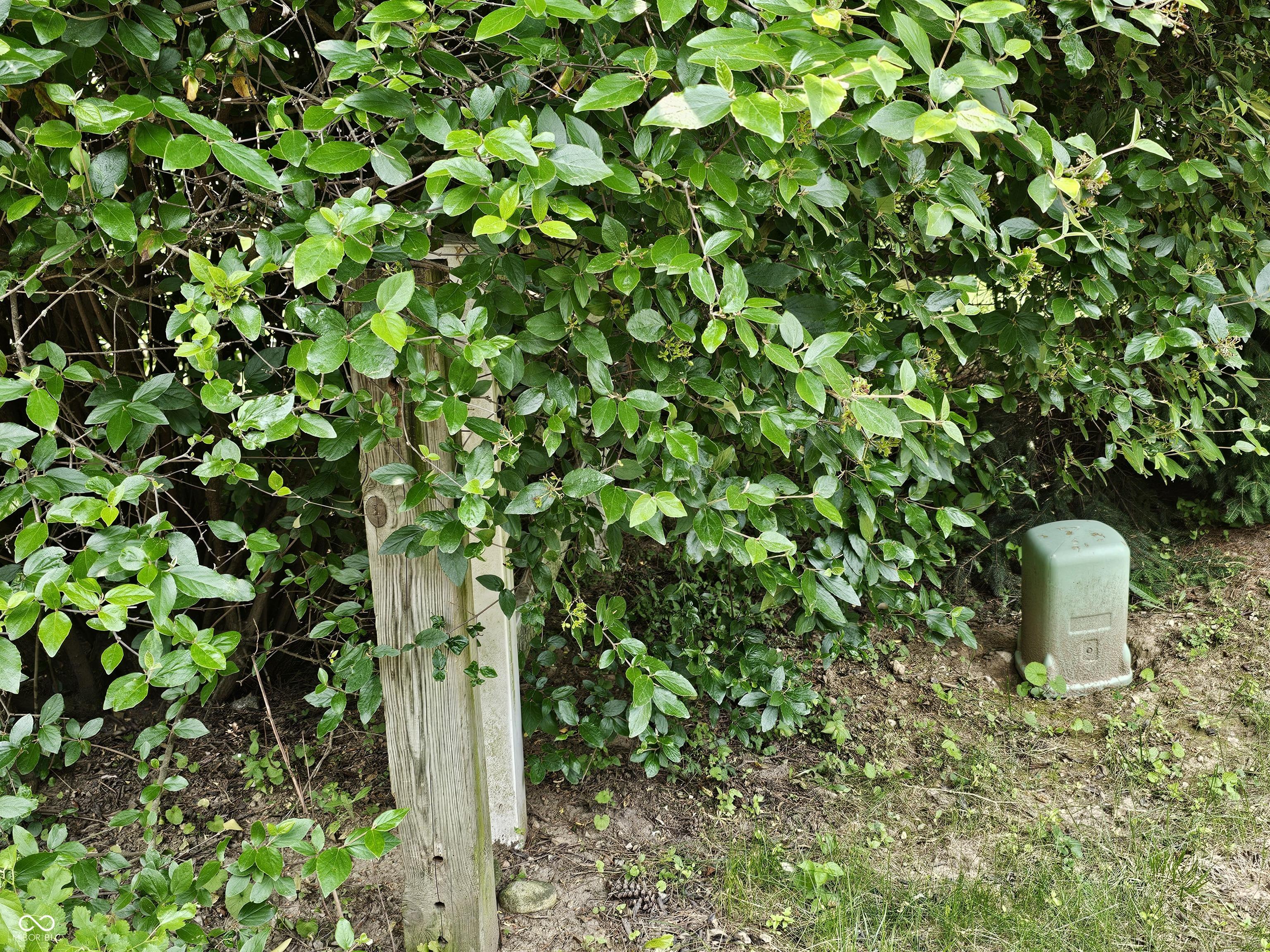 Photo #24