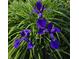 Vibrant purple Iris flowers surrounded by lush green foliage in the yard at 6605 Donnelly Dr, Brownsburg, IN 46112