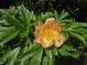 Close-up view of a large peach-colored flower with water droplets on the petals at 6605 Donnelly Dr, Brownsburg, IN 46112