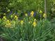 A vibrant garden featuring various yellow Iris flowers with green foliage at 6605 Donnelly Dr, Brownsburg, IN 46112