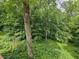 Beautiful backyard featuring mature trees and dense vegetation for a peaceful retreat at 620 Valley Dr, Martinsville, IN 46151