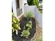 Well-maintained front yard with landscaping, decorative grasses, and beautiful hosta plants at 5441 E 17Th St, Indianapolis, IN 46218