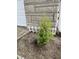 Landscaped garden featuring a young evergreen tree planted next to the house and a decorative picket fence at 11 S 1050 W, Jamestown, IN 46147