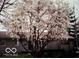 The house exterior is enhanced by the presence of a large blossoming tree in the front yard at 1024 N Michigan St, Greenfield, IN 46140