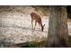 Spotted fawn nibbling in the back next to a tree at 797 S Graveyard Rd, Paragon, IN 46166