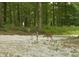 Deer and fawn in backyard of home at 797 S Graveyard Rd, Paragon, IN 46166