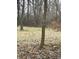 Wooded backyard with patchy grass and leaf litter at 1833 Luther St, Indianapolis, IN 46203