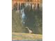 Great blue heron in a tranquil backyard pond at 8152 Cottonwood Dr, Martinsville, IN 46151