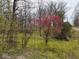 Idyllic landscape view showcases blossoming trees in a serene wooded setting, a nature lover's dream at 7971 Conarroe Rd, Indianapolis, IN 46278