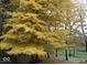 Beautiful landscaping with lush yellow foliage creating a vibrant and inviting outdoor space at 1086 Pebble Brook Dr, Noblesville, IN 46062