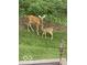 A fawn and a deer are together in the back yard at 9643 N Box Elder Ct, McCordsville, IN 46055