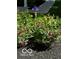 Landscaped flower bed with colorful roses, iris, and fresh mulch at 5115 Baltustrol Dr, Avon, IN 46123