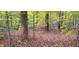 Beautiful wooded area with lush green trees at 1794 Bell Rd, Morgantown, IN 46160