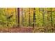 Serene wooded land featuring a mix of green and yellow foliage at 1794 Bell Rd, Morgantown, IN 46160