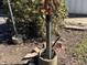 Outdoor well pump with surrounding vegetation at 4823 S State Road 75, Jamestown, IN 46147