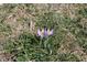 Purple flowers blooming in yard at 5582 E State Road 144, Mooresville, IN 46158