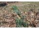 Close up of growing flowers in the yard at 5582 E State Road 144, Mooresville, IN 46158