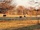 Scenic view of grazing cattle in a fenced pasture, showcasing the property's agricultural potential at 8089 W Old State Road 67, Paragon, IN 46166