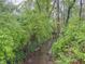 Natural creek flowing through a lush green wooded area at 8510 N Park Ave, Indianapolis, IN 46240