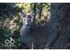 Picture of a young deer hiding behind a tree. Deer are common in the area and like to eat plants at 7845 W Hillside Dr, Columbus, IN 47201
