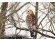 Photo of an immature Red-Shouldered Hawk. These hawks are beautiful birds and they are common to the area at 7845 W Hillside Dr, Columbus, IN 47201