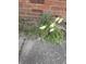 Close-up of daffodils by a brick wall, adding a touch of nature at 805 Stewart Rd, Anderson, IN 46012