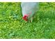 A chicken grazes in the grass outside of the coop at 2700 Yellowwood Ct, Columbus, IN 47203