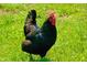 A chicken grazes in the grass outside of the coop at 2700 Yellowwood Ct, Columbus, IN 47203