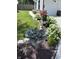 Lush front yard with a manicured lawn, ornamental trees, and flowering shrubs at 8146 W 875 S, Pendleton, IN 46064