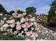 Beautiful hydrangea bushes surrounded by decorative rocks and lush greenery at 8146 W 875 S, Pendleton, IN 46064