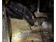 Basement view of ductwork at 413 W 8Th St, Muncie, IN 47302
