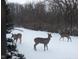A snowy backyard scene featuring three deer amidst bare trees and a peaceful, serene atmosphere at 400 S Prairie Trce, Muncie, IN 47304