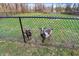 Goats behind the fenced in backyard at 7023 Mustang Ct, Martinsville, IN 46151