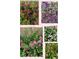 Photo collage of flowering shrubs with pink, purple and white blossoms at 5139 Kingswood Dr, Carmel, IN 46033