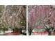A yard with snow in April 2021 and pink blossoms in April 2022 at 5139 Kingswood Dr, Carmel, IN 46033