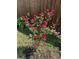 This backyard features a blooming rose bush at 265 Bittersweet Dr, Whiteland, IN 46184
