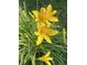 Bright yellow daylilies add vibrant color to the lush green landscaping around this charming home at 265 Bittersweet Dr, Whiteland, IN 46184