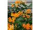 Close up of milkweed with Monarch and honey bees, great for a pollinator garden at 317 E 37Th St, Indianapolis, IN 46205