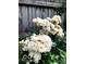 Profusion of white roses in a garden setting, perfect for adding natural beauty at 317 E 37Th St, Indianapolis, IN 46205