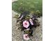 Up close shot of a beautiful flower with white and pink petals surrounded by dark green leaves and small white pebbles at 401 Paddlebrook Dr, Danville, IN 46122