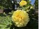 Close-up of a vibrant yellow flower with green leaves and a blurred background of trees at 401 Paddlebrook Dr, Danville, IN 46122