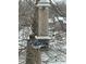 A vibrant blue jay sits perched on a bird feeder, enjoying the winter scenery and natural beauty at 7809 S Solitude Ln, Trafalgar, IN 46181
