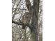 Enjoying a peaceful backyard with this barred owl roosting quietly in a large tree at 6013 Yellow Birch Ct, Avon, IN 46123