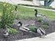 Beautifully landscaped front yard with lush plants and a Gathering of ducks enjoying a sunny day at 6013 Yellow Birch Ct, Avon, IN 46123
