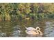 Swans and cygnets swimming on pond at 8158 Shorewalk Dr # F, Indianapolis, IN 46236